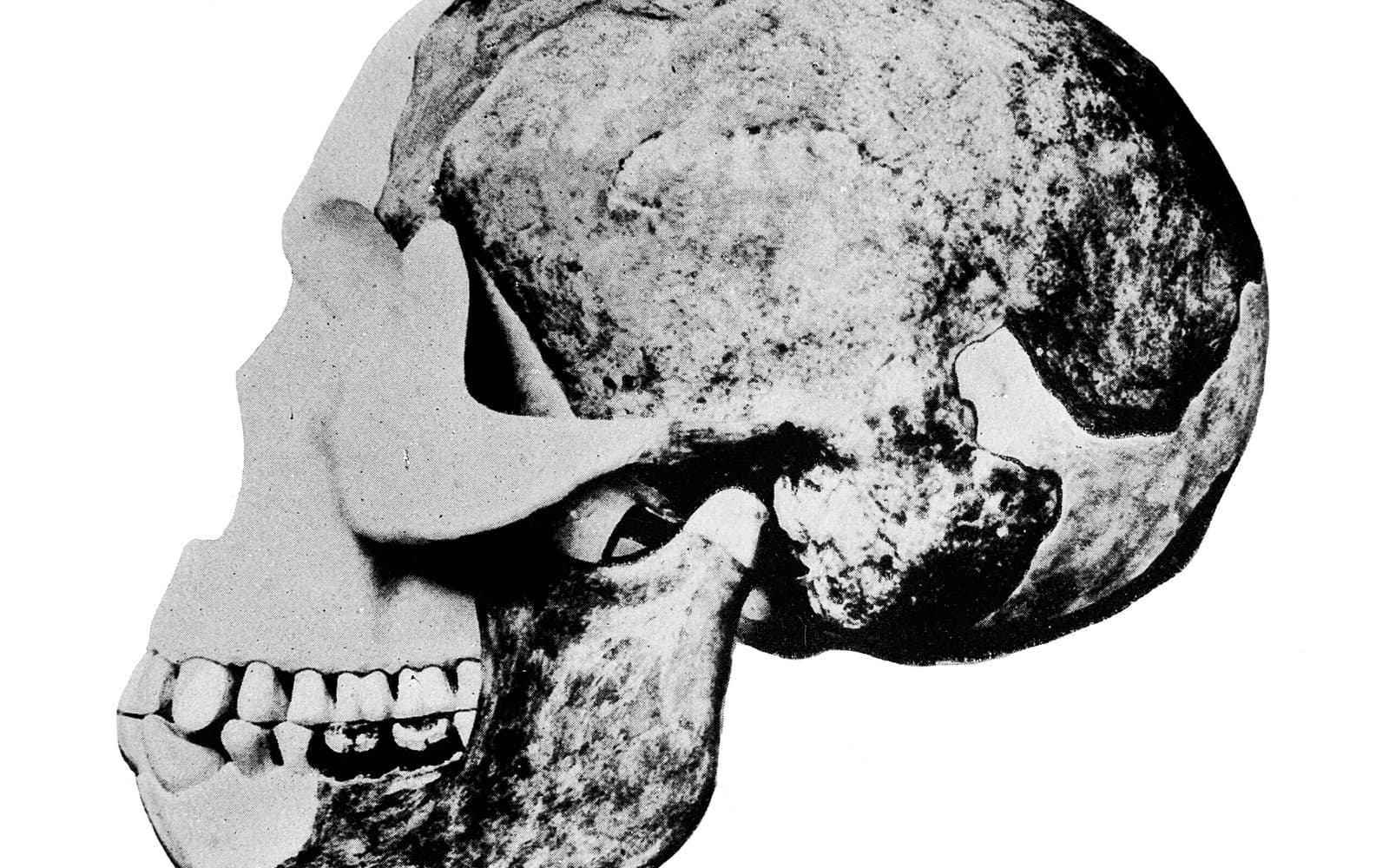 Old black and white photograph of a dark, mottled reconstructed skull with an ape-like jaw against a white background